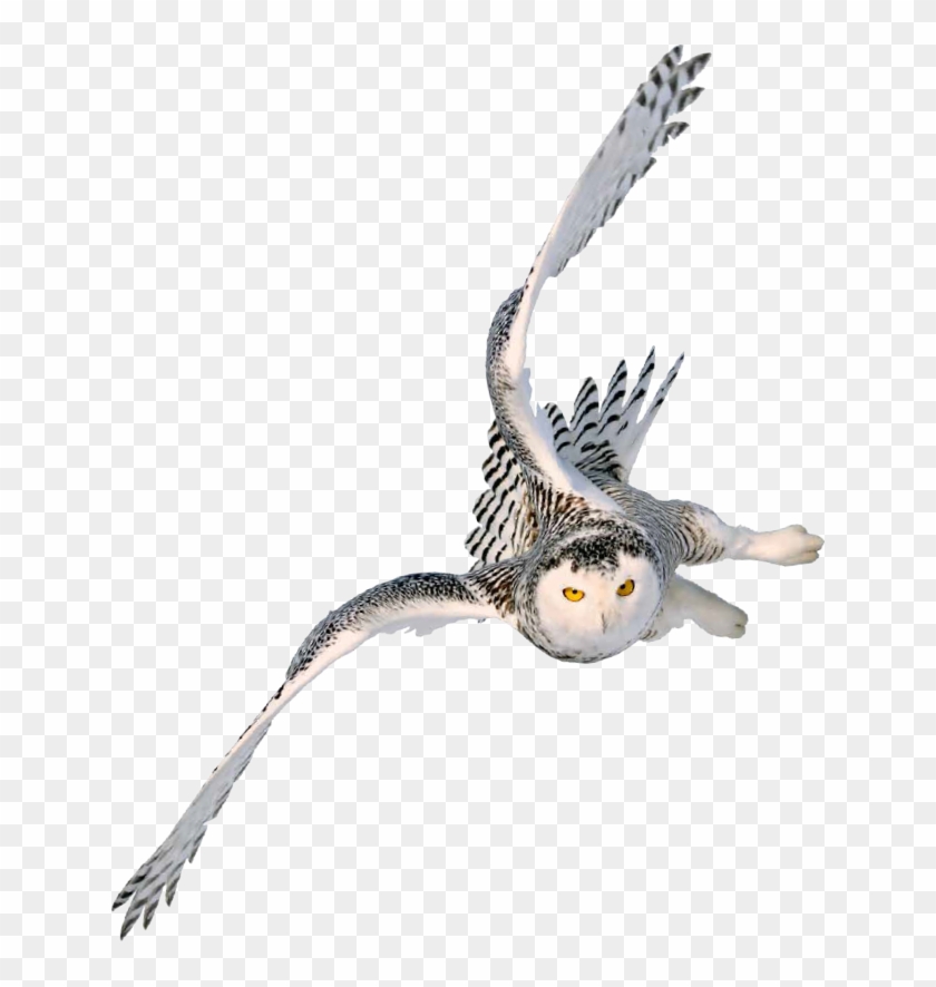 Flying-owl - Flying Owl Transparent Clipart