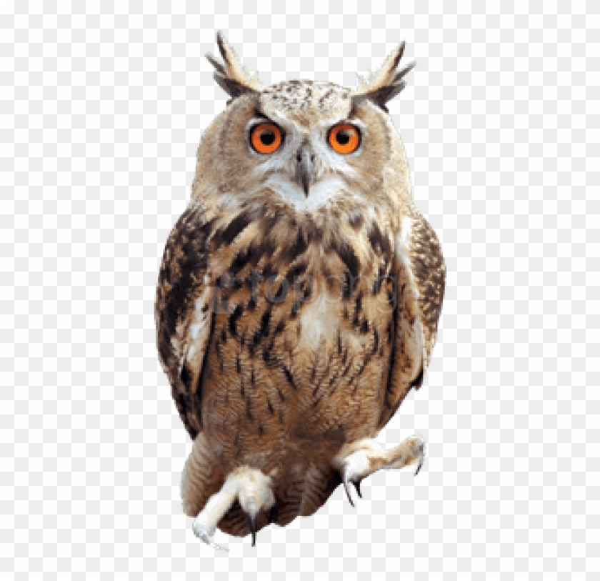 Free Png Download Owl Front Png Images Background Png - All Harry Potter Owls Clipart