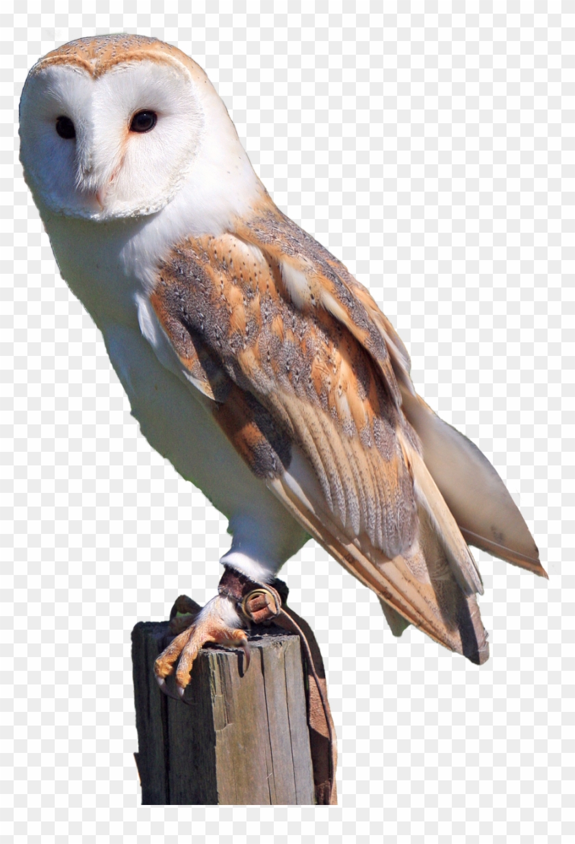 White, Owl, Brown, Predator, Bird, Nature, Wild - Branco Fotos De Coruja Clipart