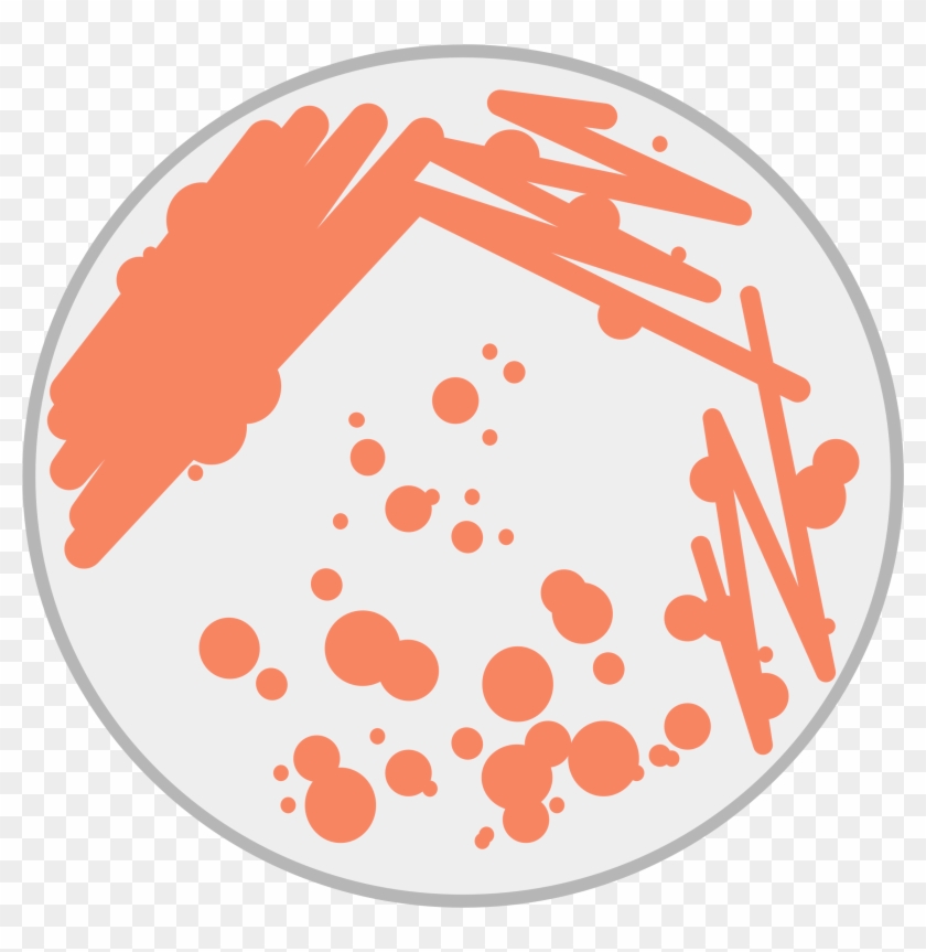 Petri Image Png - Petri Dish Bacteria Clipart Transparent Png