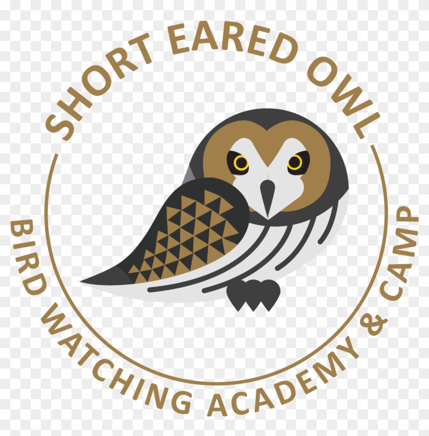 Short-eared Owl - Drbccc Hindu College Pattabiram Logo Clipart