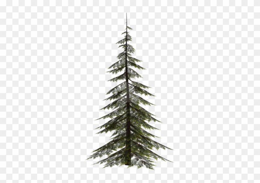 Conifer Png - Christmas Tree Clipart #3505643