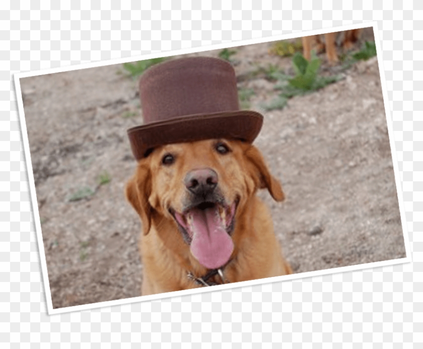 Eapl Adoption Event On Saturday, Feb 23 @ Busters In - Dog Yawns Clipart #3506055