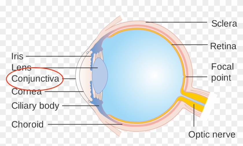 Download Lebron's Injury Happened Under The Conjunctiva - Circle Clipart