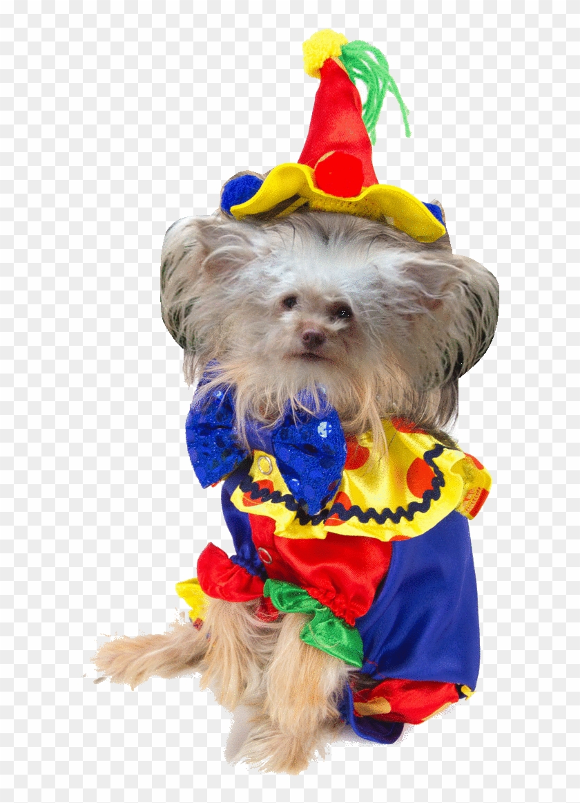 American Horror Story - Companion Dog Clipart #3509822