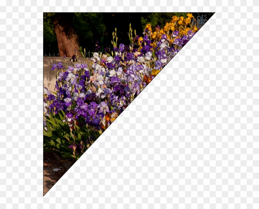 Viola Clipart #3511174