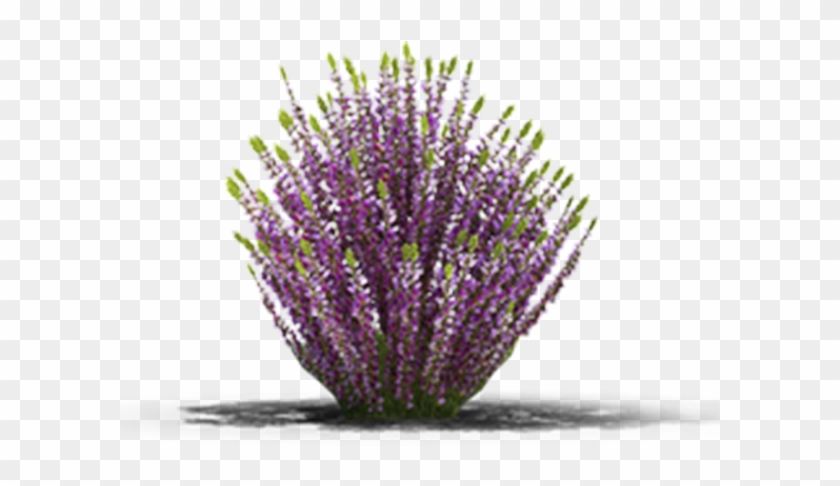 View In My Picture - English Lavender Clipart #3511292