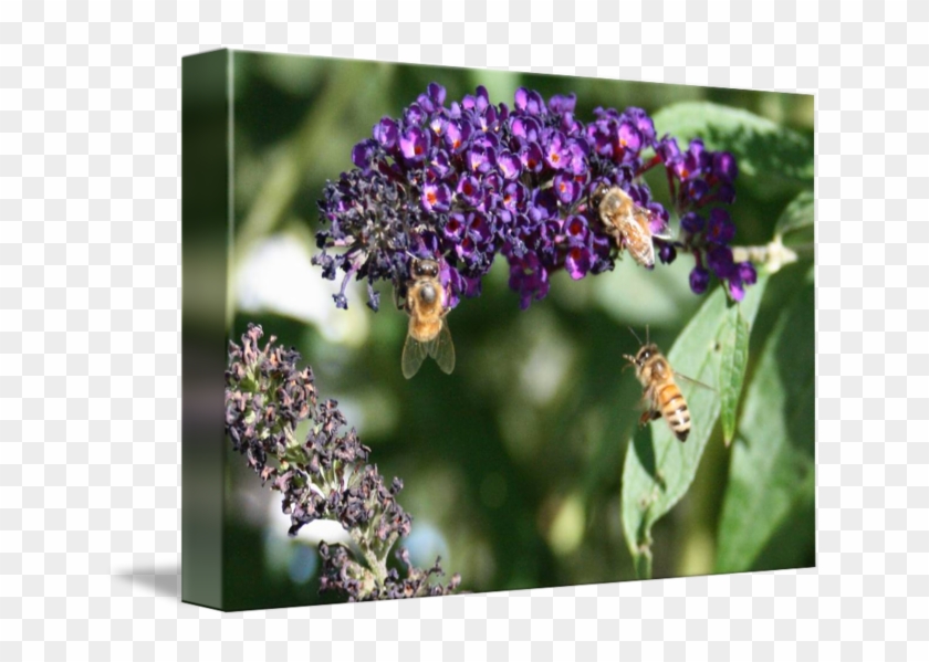 Butterfly Bush Png Transparent Background - Buddleia Clipart #3511331