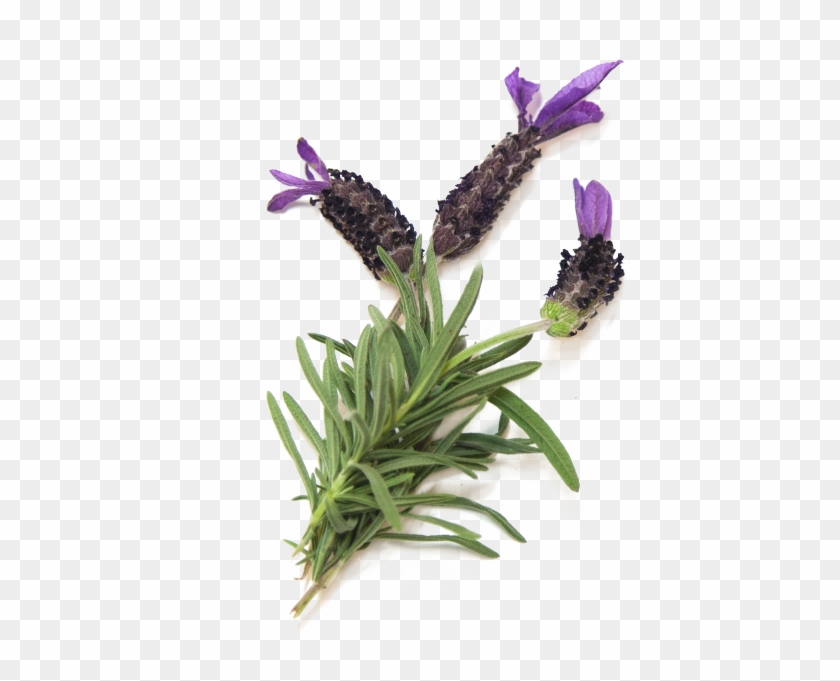 Buy Now - French Lavender Clipart