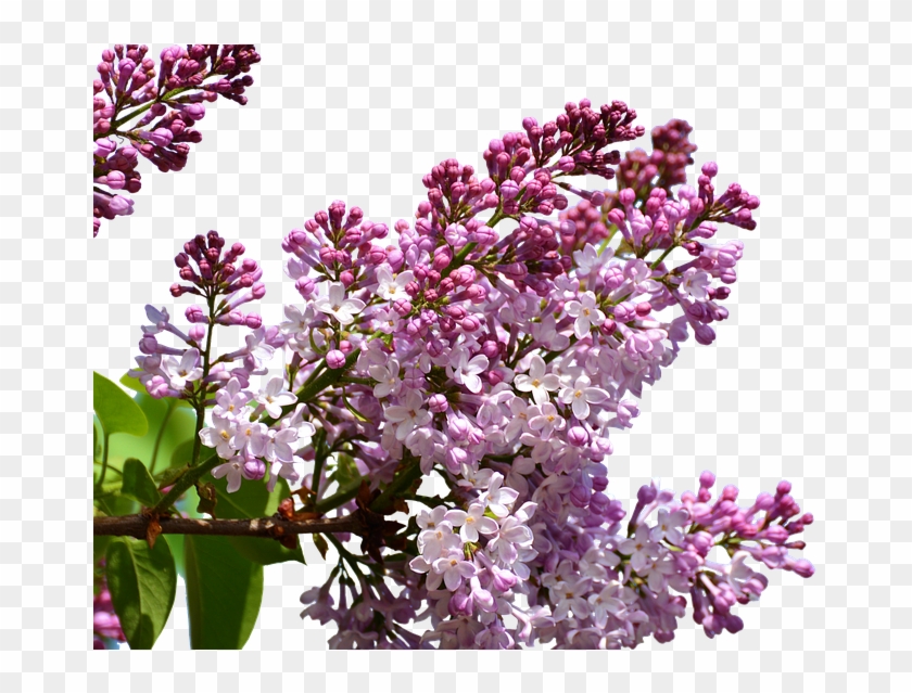 Lilac, Isolated, Flowers, Floral Decorations, Plant - Png Люляк Clipart