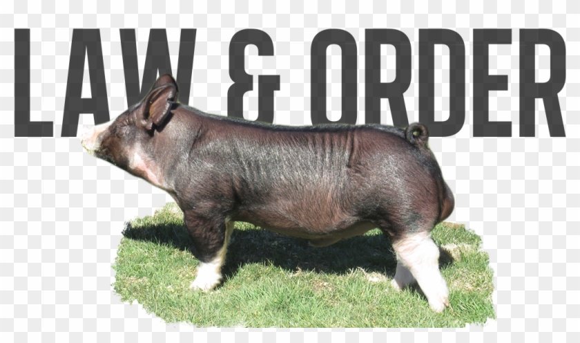Law & Order - Domestic Pig Clipart