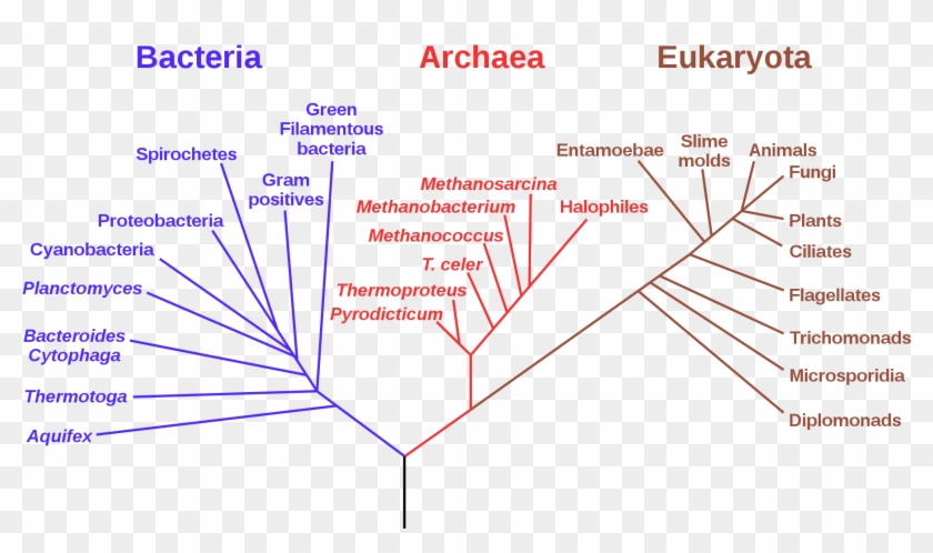 File - Phylogenetic Tree - Svg - Phylogenetic Tree Clipart #3512753