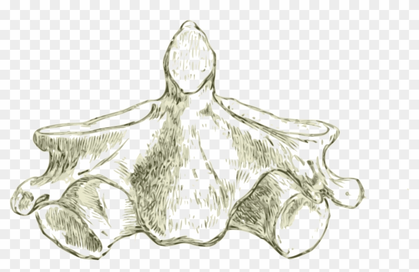 This Free Icons Png Design Of Axis -human Second Cervical - Cervical Spine Vertebrae Artistic Clipart