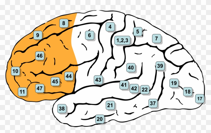 Illustration Of The Prefrontal Cortex From Gray's Anatomy - Prefrontal Cortex Brodmann Clipart #3515133