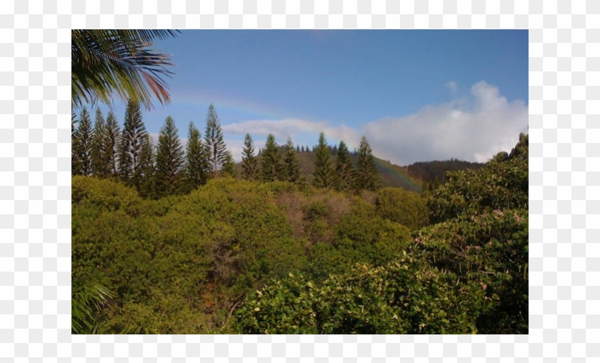 Jungle Retreat - Grove Clipart #3515238