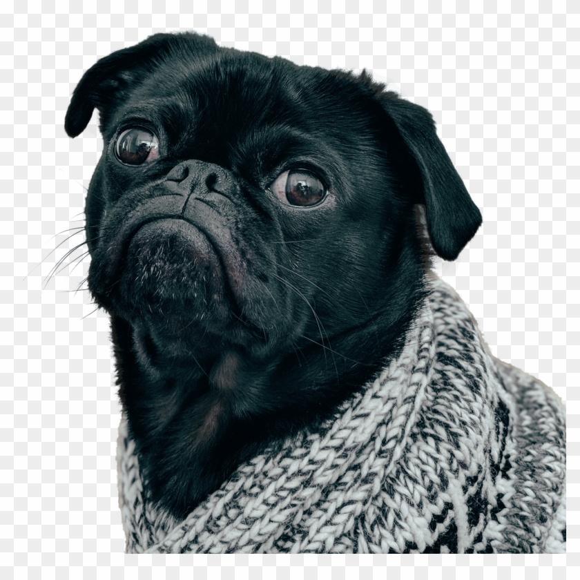 Black Pug Png - Pug Wallpaper Hd For Mobile Clipart #3516036