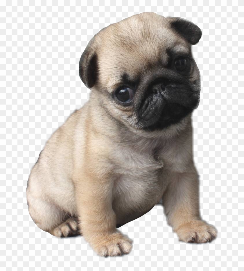 #pug #puglife #pugsofpicsart - Cutest Puppy In The World Clipart