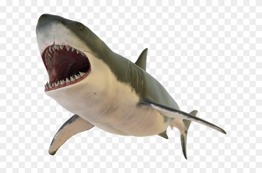 Irc Main Library - Transparent Shark Fin Png Clipart