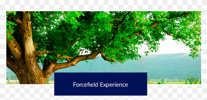 » Forcefield Experience - Fleur De Coquelicot Provence Clipart #3518531