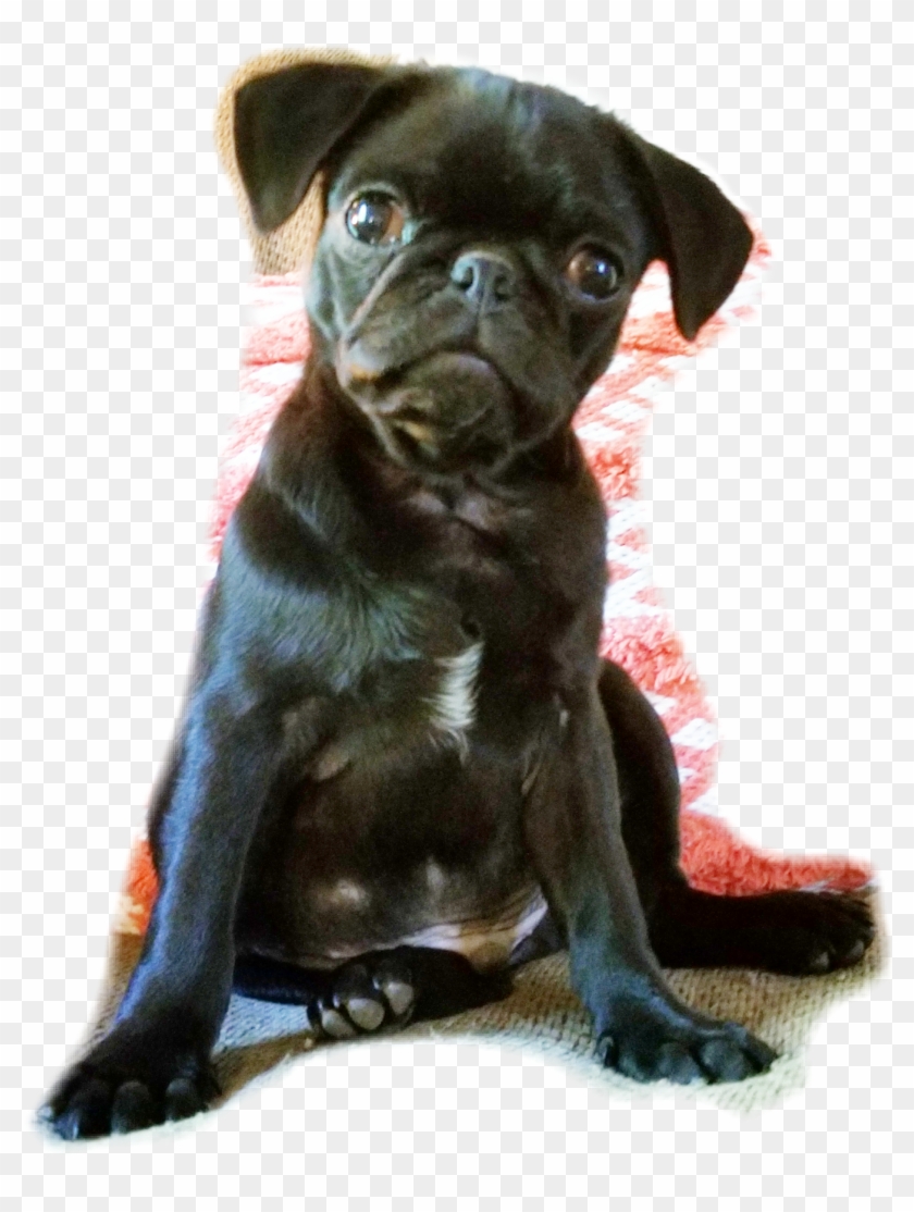 Blackpug Sticker - Companion Dog Clipart #3518994