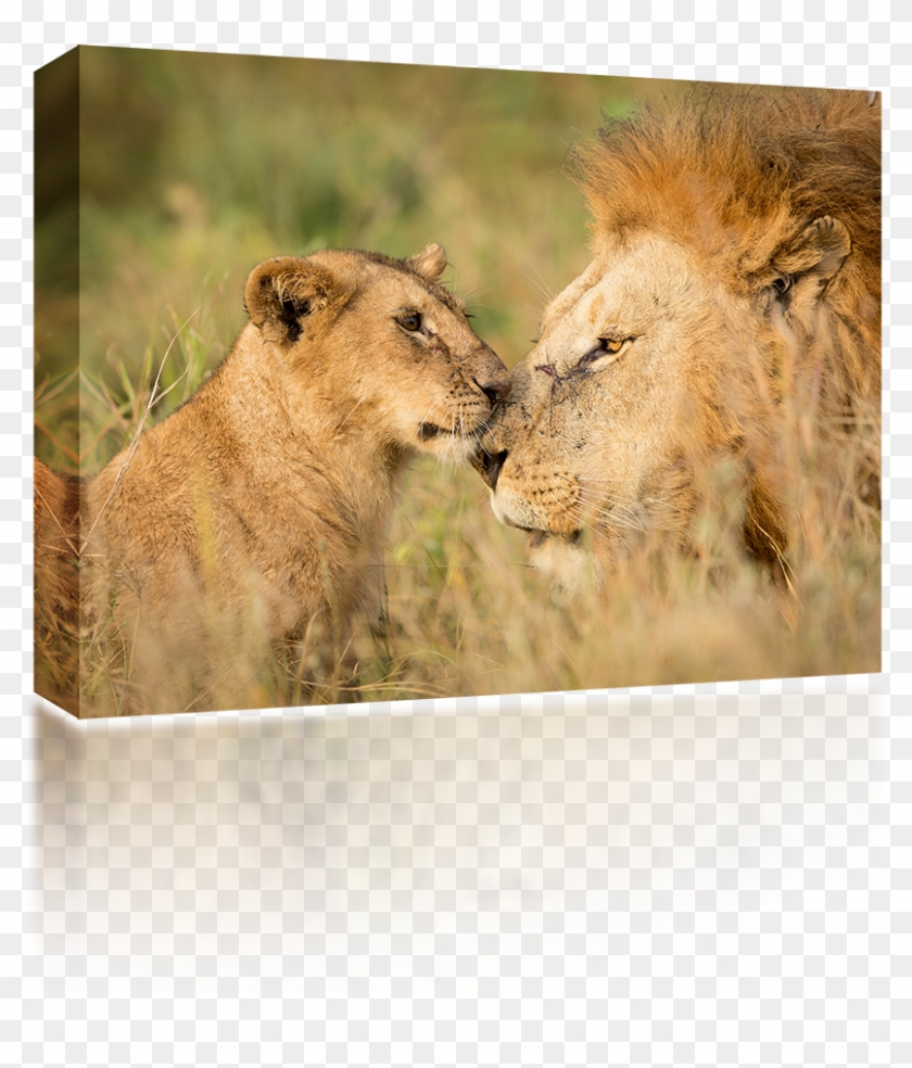 Serengeti , Png Download - Mannetjes Leeuw Met Welp Clipart #3519063