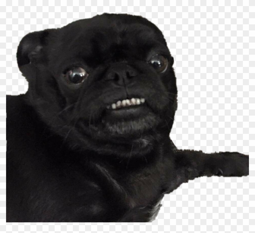 #blackpug #pugs - Pug Clipart