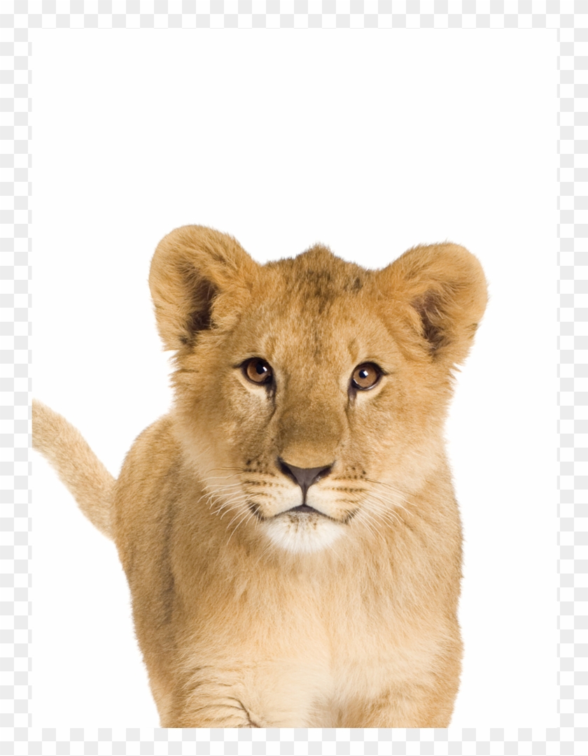 Lion Cub In White Background Clipart #3519275