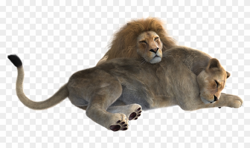 Lion, Pair, Predator, Cat, Big Cat, Wildcat, Together - Lion Male And Female Png Clipart #3519430