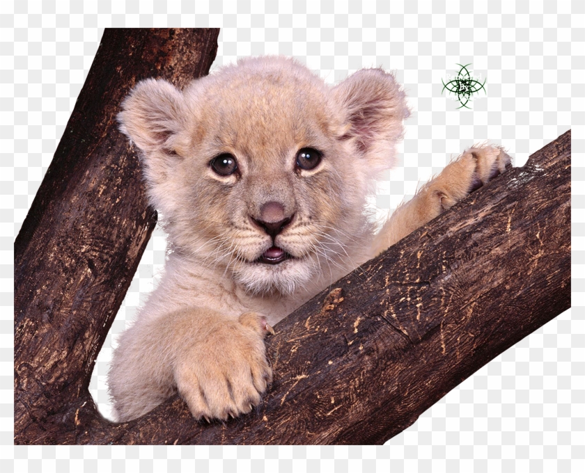 Liked Like Share - Animaux Sauvages Du Monde Clipart