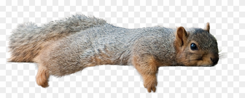 Squirrel Laying Down [1209 × 434] - Squirrel Transparent Clipart