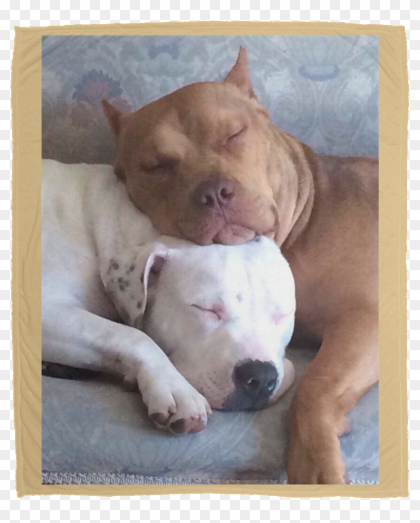 Pitty Luv Large Velveteen Micro Fleece Blanket - American Pitbull Terrier Humor Clipart #3520394