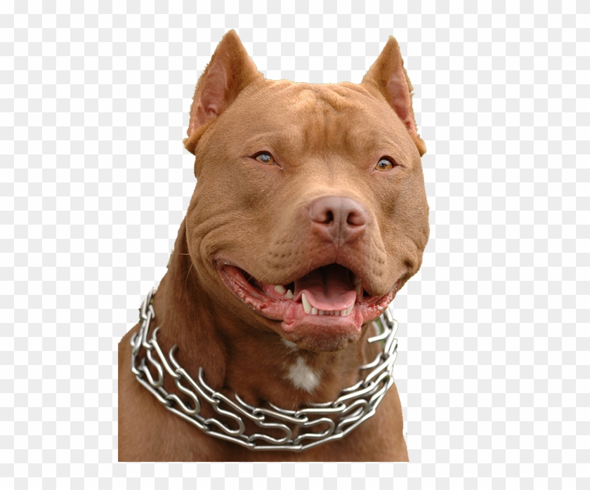 Red Nose Pitbull Boy Clipart