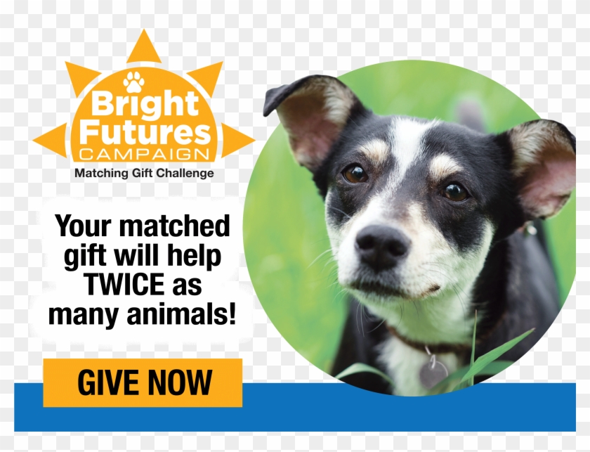 Companion Dog Clipart #3520620