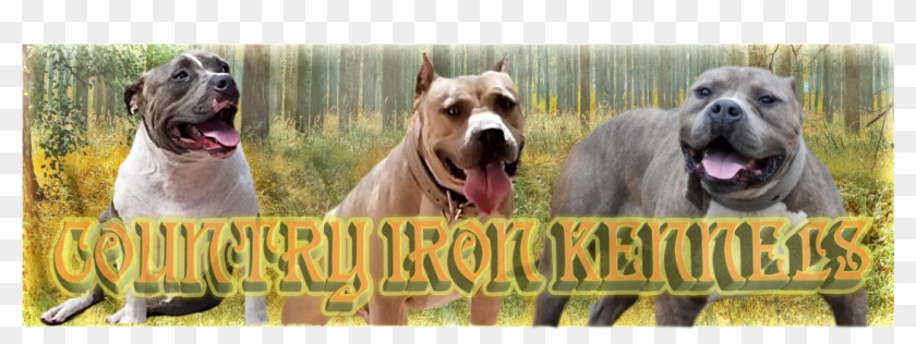 American Pit Bull Terrier Clipart