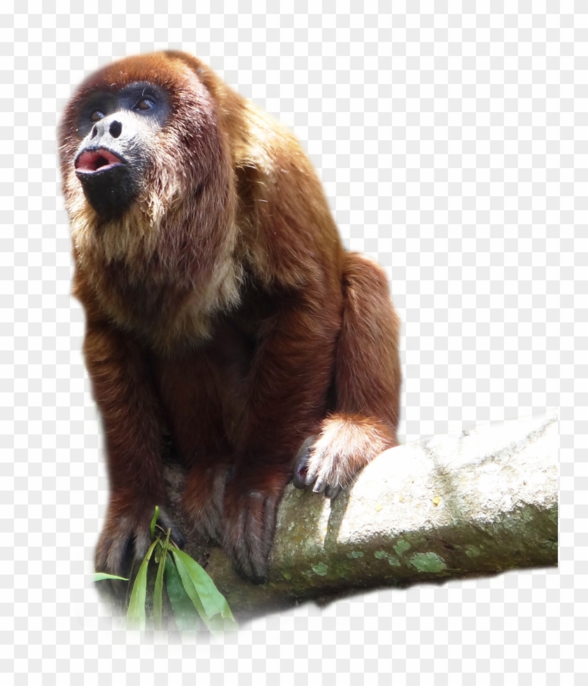 Species Fact File - Howler Monkey Clipart
