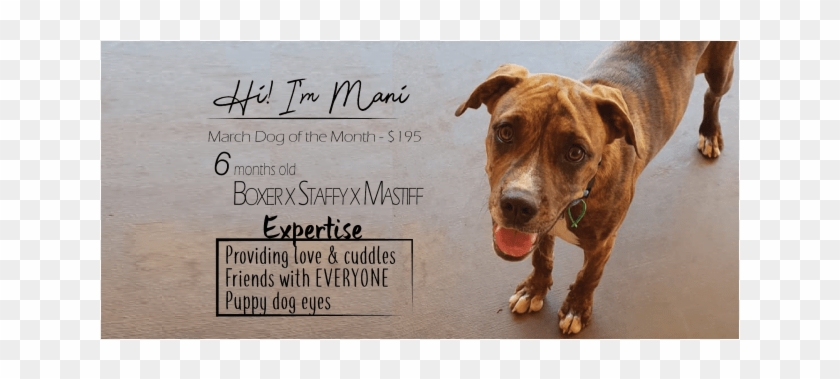 Donate To Petrescue - Pit Bull Clipart #3520804