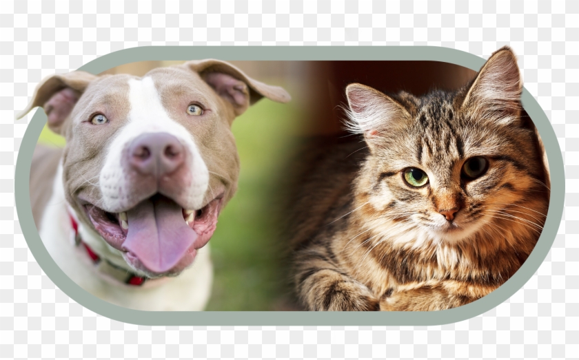 Adopt A Pet - Blue Heeler Com Pitbull Clipart #3521020