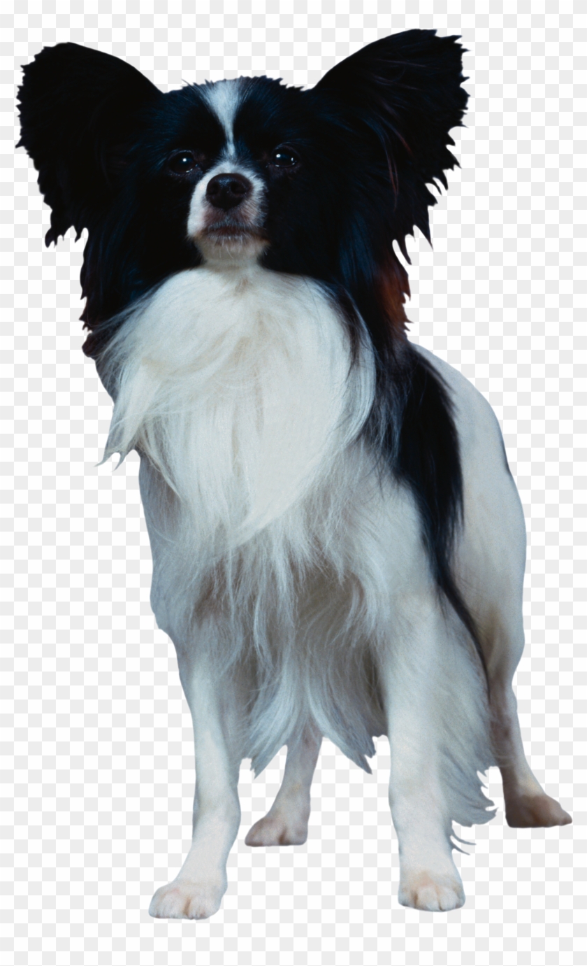 Dog Png - Papillon Dog Png Clipart