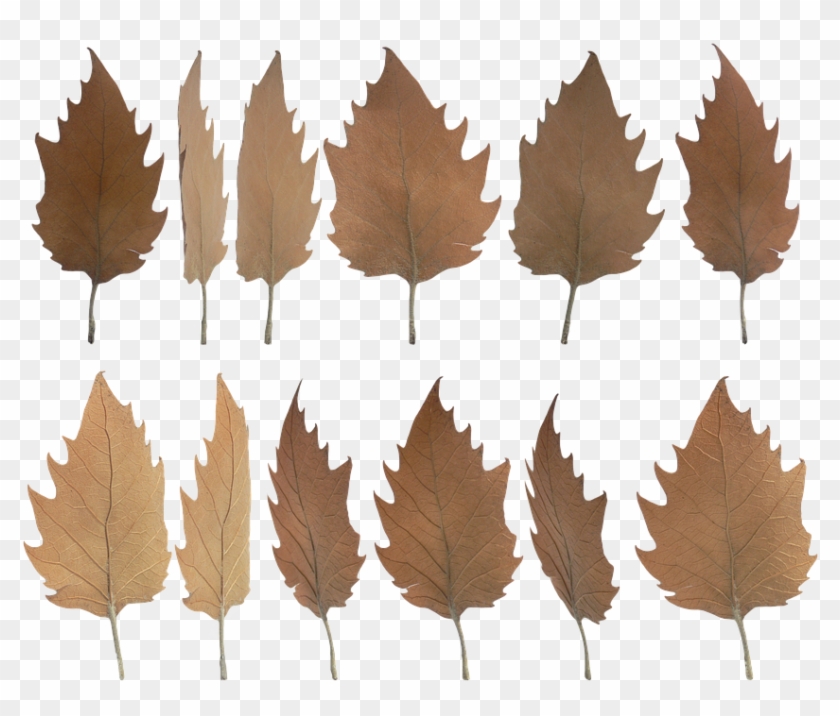 Daun Kering Musim Gugur Terpencil - Daun Kering Png Clipart