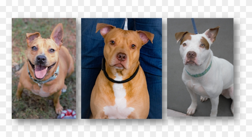 April 27, Adoption Fair - American Pit Bull Terrier Clipart #3521611