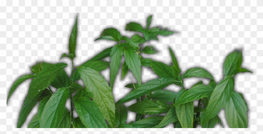 Untitled-1 - Nettle Family Clipart