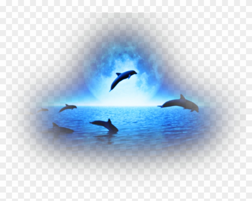 #dolphin #water #sea #animals #jumping #wild #swiming - Porpoise Clipart