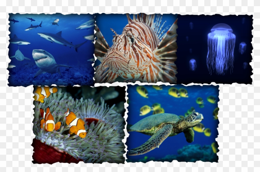 Above Are Pictures Of Sea Animals Off Of Google - Green Sea Turtle Clipart #3525455