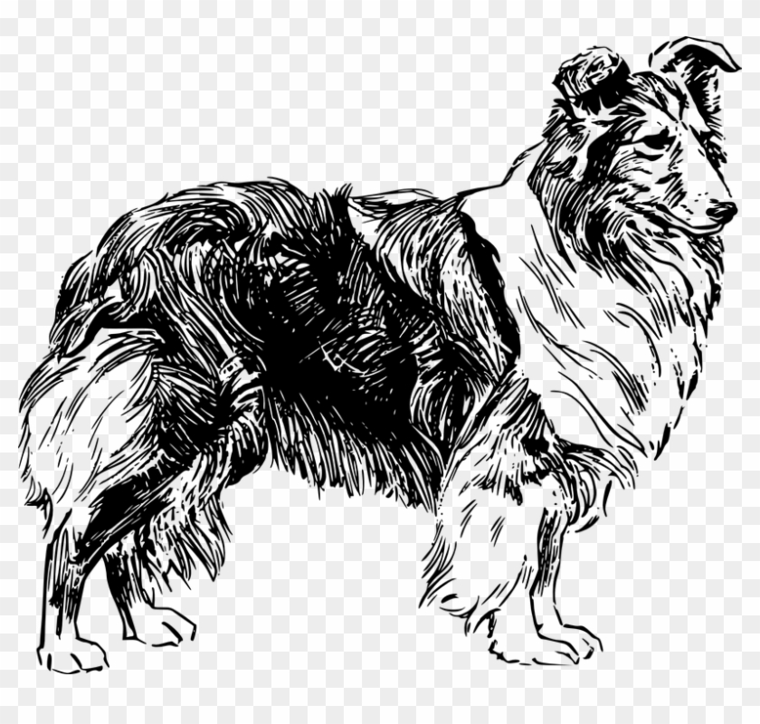 Dog Shetland Sheepdog Pet Animal Purebred Collie - Drawing Of A Sheep Dog Clipart