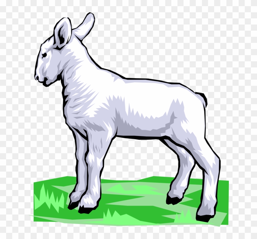 Vector Illustration Of Newborn Baby Lamb Sheep Standing Clipart