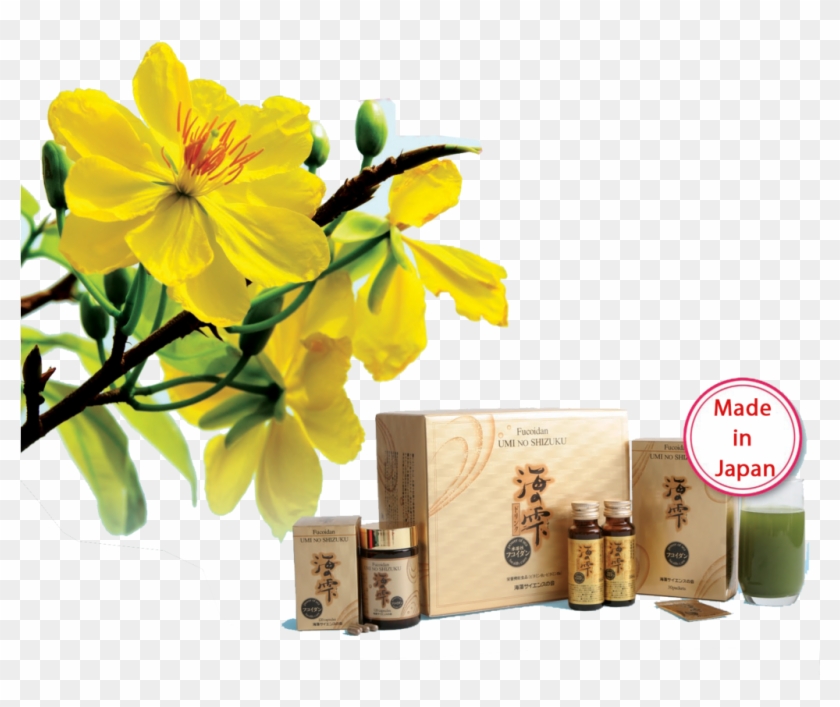 Hoa Mai Vang - Artificial Flower Clipart