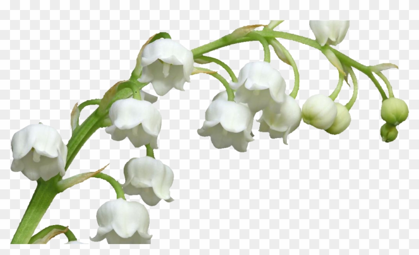 Tubes 1er Mai Muguet Png - Muguet Png Clipart