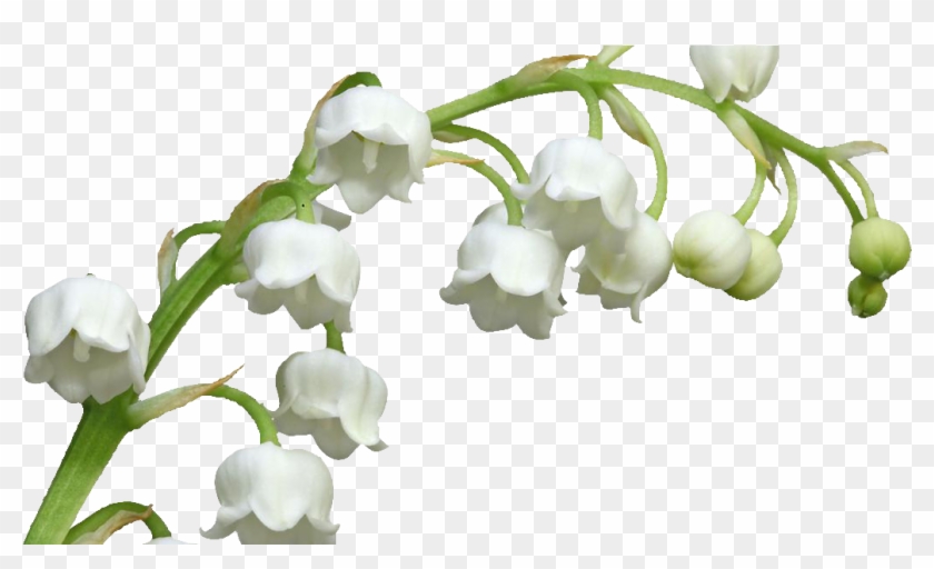 Tubes 1er Mai Muguet Png - Muguet Png Clipart #3528858