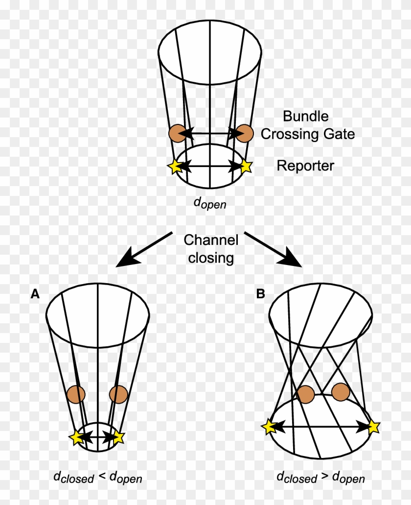 Geometric Models For Gating A K Þ Channel With An Hbc Clipart #3529092