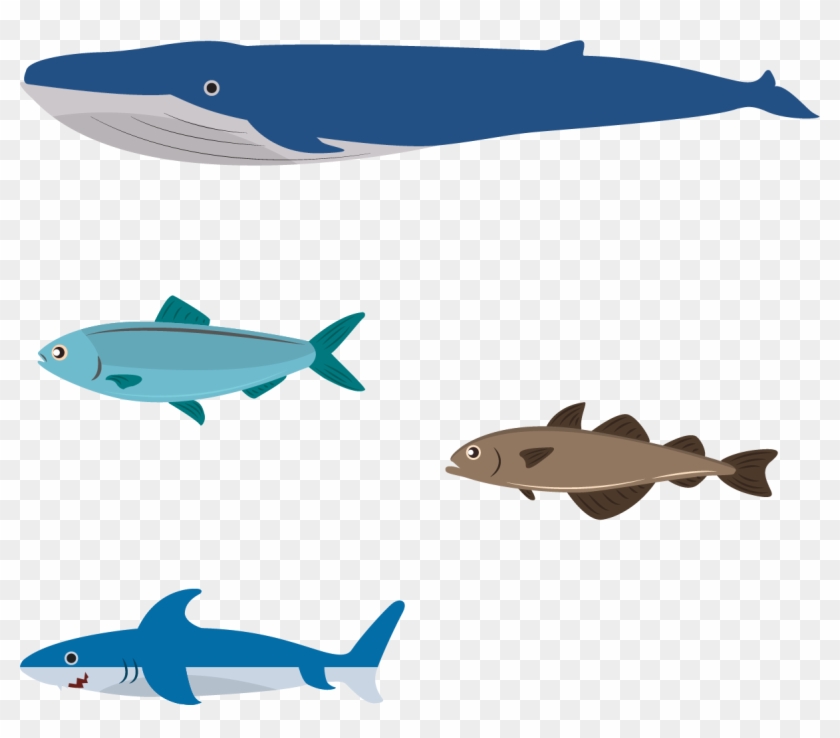 Png Library Library Design Illustration Ocean Transprent - Shark Clipart #3529283